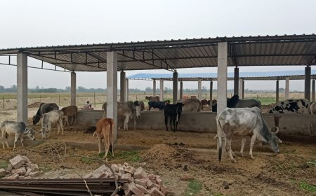 निर्माणाधीन गोसंरक्षण केंद्र में गोवंश सुविधाओं से वंचित