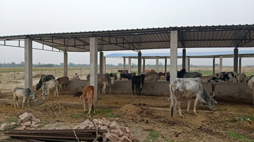 निर्माणाधीन गोसंरक्षण केंद्र में गोवंश सुविधाओं से वंचित