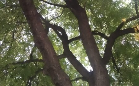 Unnao दो युवक फांसी पर झूले, अलग-अलग थाना क्षेत्र का मामला