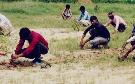 Unnao सफीपुर के जमालनगर गैर एहतमाली में पौधारोपण किया गया