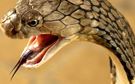 Unnao news जहरीले कीड़ों का आतंक दो को डसा,अलग-अलग थाना क्षेत्र में मौत