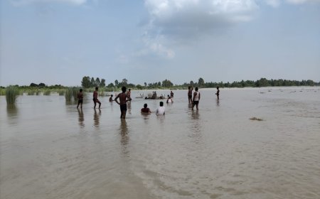 Unnao news गंगा के पानी से दलदल में फंसे गोवंश तहसील प्रसाशन ने रेस्क्यू कर निकाला