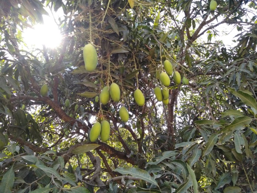 Rajput Farms: प्राकृतिक समृद्धि की आधारशिला