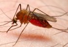 The life threatening disease Malaria