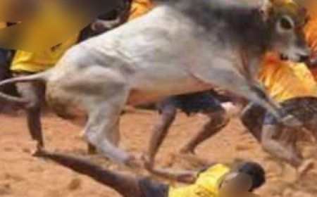 Unnao news आवारा मवेशी के हमले से किसान की मौत