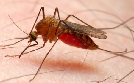 The life threatening disease Malaria