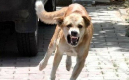 Unnao news दो मासूम बच्चों के साथ आवारा कुत्तों ने क्या किया कि कोहराम मच गया