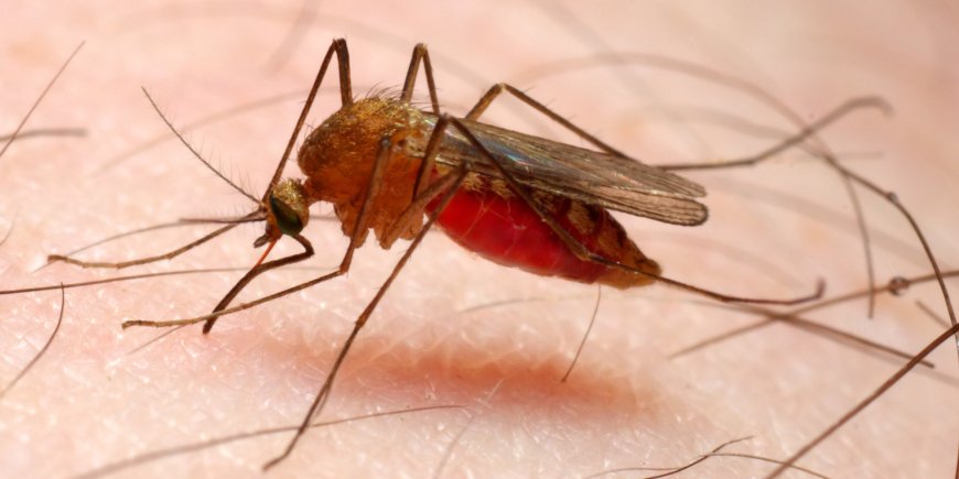 The life threatening disease Malaria