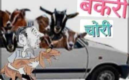 फिर शुरू हुआ बकरी चोरों का आतंक दरवाजे से उठा ले गए चार बकरियां
