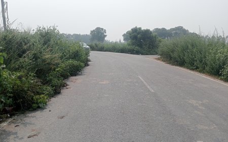 सड़क के दोनों ओर खड़ी बड़ी-बड़ी झाड़ियां बन सकती हैं दुर्घटना का कारण