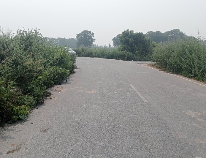 सड़क के दोनों ओर खड़ी बड़ी-बड़ी झाड़ियां बन सकती हैं दुर्घटना का कारण
