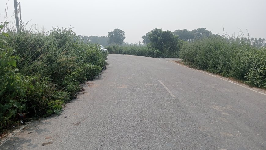 सड़क के दोनों ओर खड़ी बड़ी-बड़ी झाड़ियां बन सकती हैं दुर्घटना का कारण